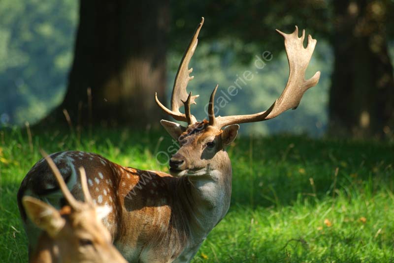 Damhirsch_01