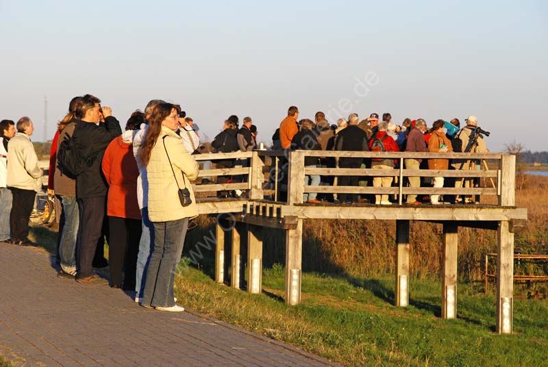 Kranichbeobachtung_Zingst_2