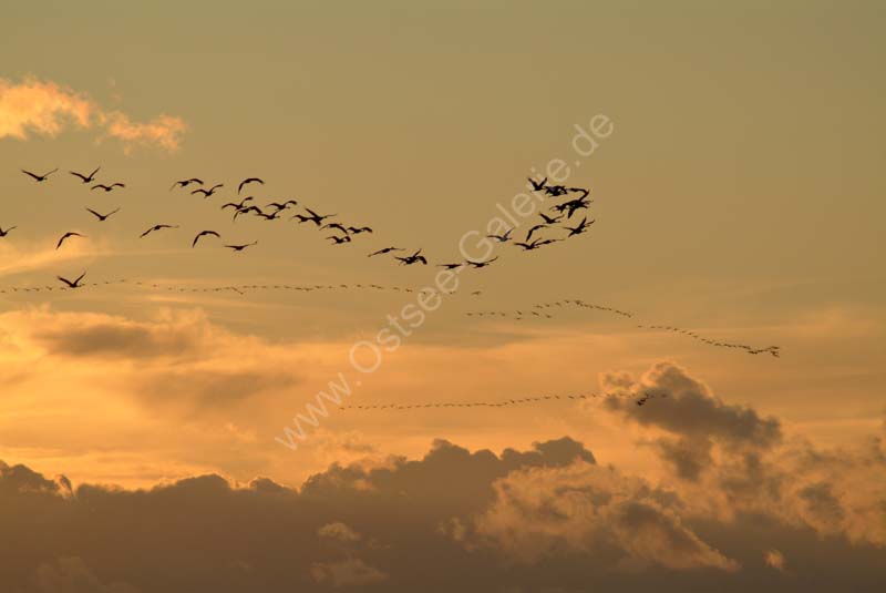 Kraniche_Abendhimmel_01