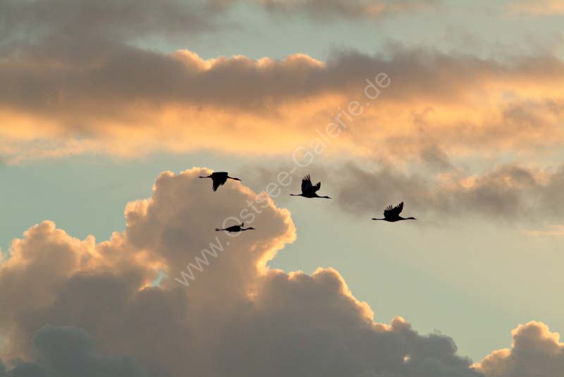 Kraniche_Abendhimmel_03