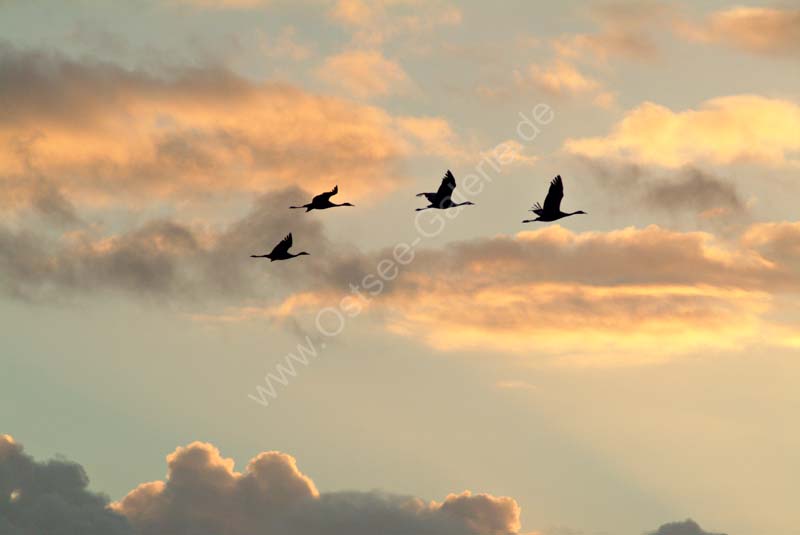 Kraniche_Abendhimmel_04