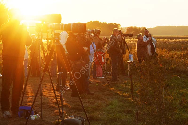 Kranichfotografen_Abendsonne