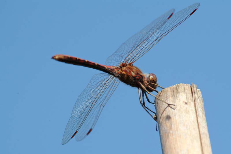 Libelle_1