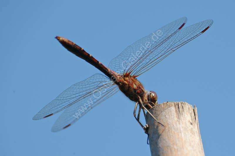 Libelle_2