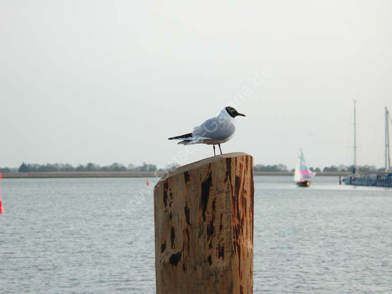 Moewe_Hafen_Zingst