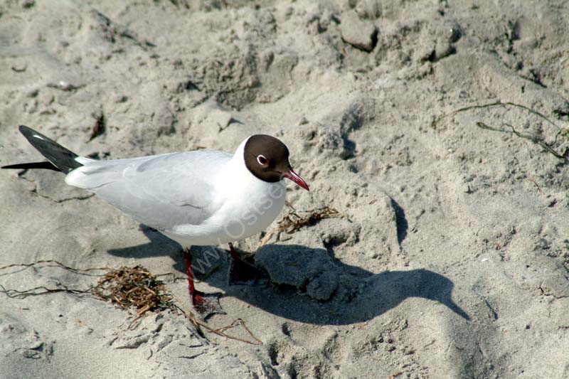 Moewe_am_Strand_03