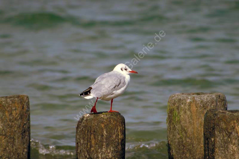 Moewe_auf_Buhne_01