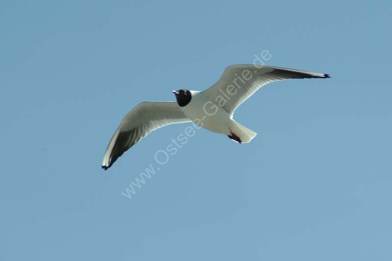 Moewe_im_Flug_01