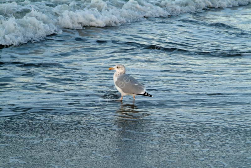Moewe_und_Welle