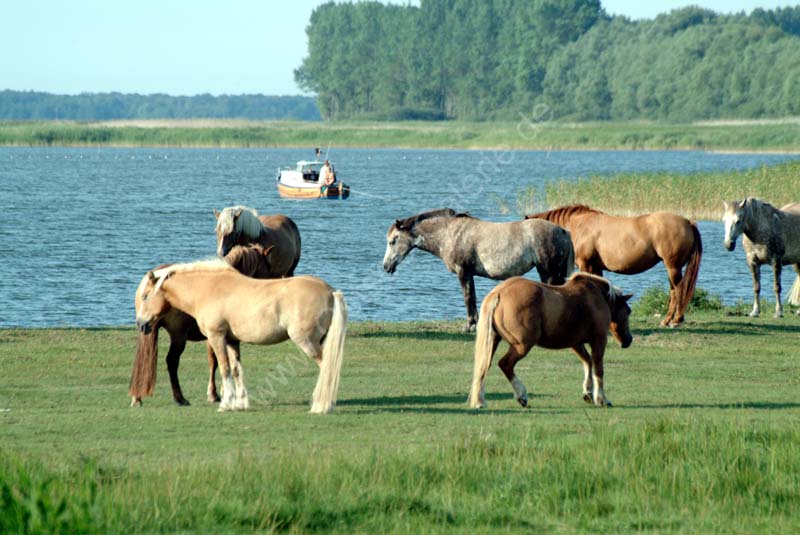 Pferde_am_Bodden_01
