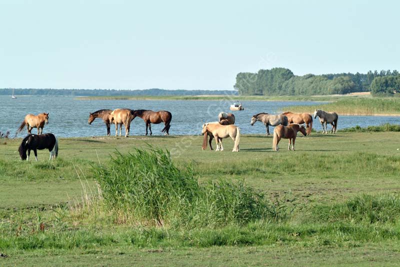 Pferde_am_Bodden_02