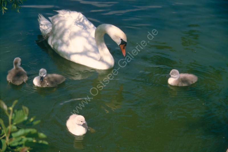 Schwan