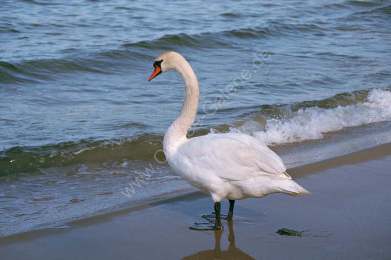 Schwan_an_der_Ostsee
