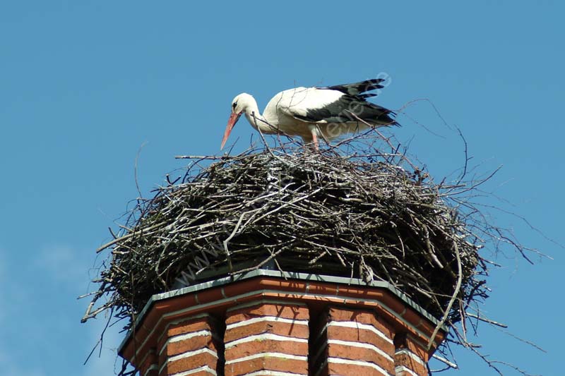 Storchennest_Loebnitz_01