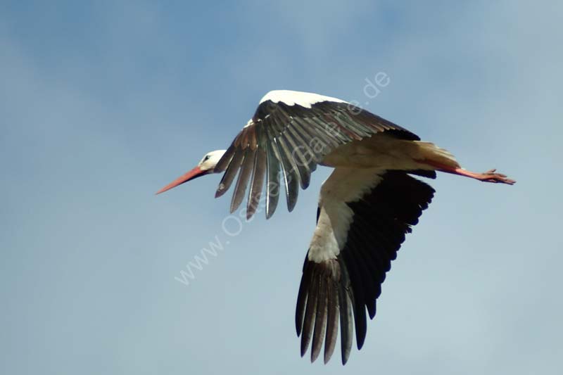Weiss_Storch_01