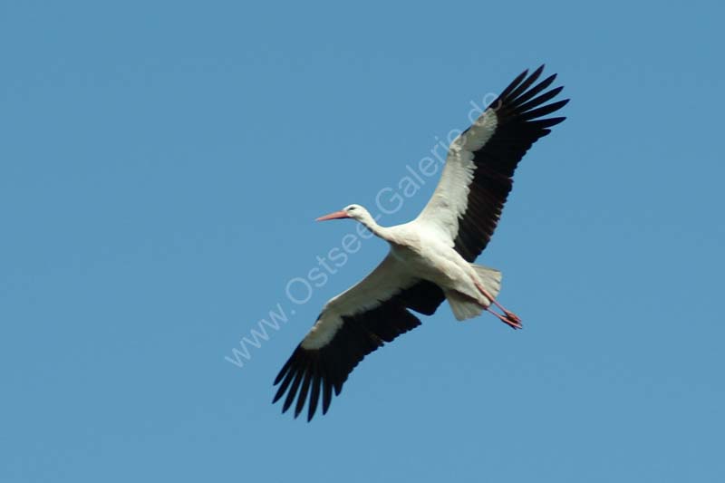 Weiss_Storch_02