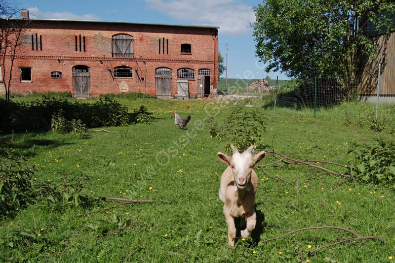 Ziege_Bauernhof_Starkow_1
