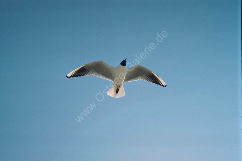 moewe_vor_blauem_himmel