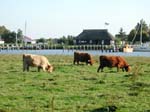 Highlandrinder_am_Prerow-Strom_01