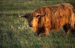 Highlandrinder_am_Prerow-Strom_02
