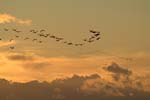 Kraniche_Abendhimmel_01