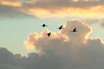 Kraniche_Abendhimmel_02