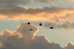 Kraniche_Abendhimmel_03