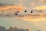 Kraniche_Abendhimmel_04