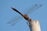 Libelle_2