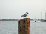 Moewe_Hafen_Zingst