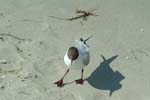 Moewe_am_Strand_04