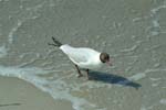 Moewe_am_Strand_05