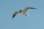 Moewe_im_Flug_01