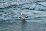 Moewe_und_Welle