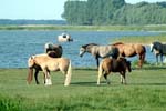 Pferde_am_Bodden_01