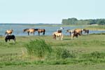 Pferde_am_Bodden_02