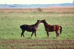 Pferde_am_Bodden_03