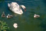 Schwan