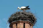 Storchennest_Loebnitz_01