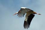 Weiss_Storch_01