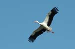 Weiss_Storch_02