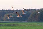 kraniche_15102007_08