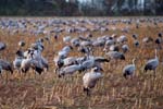 kraniche_15102007_09