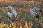 kraniche_15102007_10