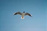moewe_vor_blauem_himmel